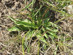 Crepis hypochaeridea