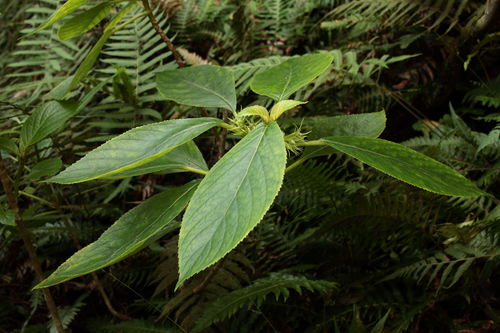 Cyrtandra kohalae
