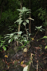 Cyrtandra laxiflora