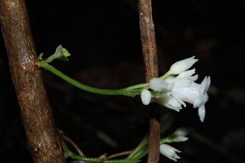 Cyrtandra laxiflora observed 2009-07-31