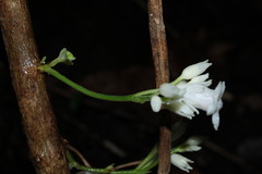 Cyrtandra laxiflora