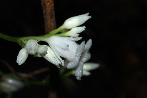 Oahu cyrtandra (Cyrtandra laxiflora)