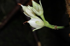 Cyrtandra laxiflora
