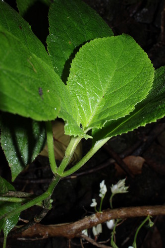 Cyrtandra laxiflora