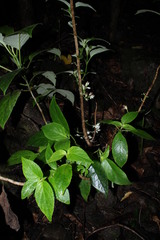 Cyrtandra laxiflora