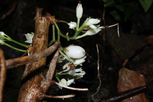 Cyrtandra laxiflora