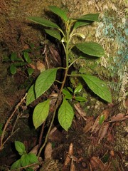 Cyrtandra lessoniana