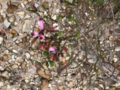 Euryloma