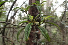 Cyrtandra longifolia