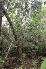 Cyrtandra longifolia