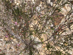 Euryloma