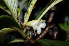 Cyrtandra longifolia