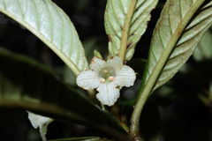 Cyrtandra longifolia