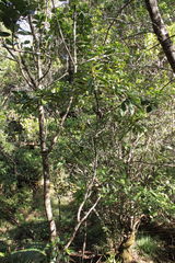 Cyrtandra longifolia