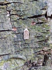 Agonopterix curvilineella