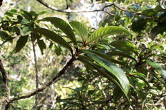 Cyrtandra longifolia