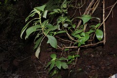 Cyrtandra kauaiensis