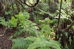 Cyrtandra kauaiensis