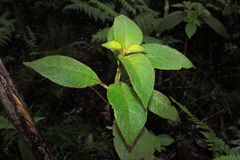 Cyrtandra kauaiensis