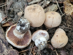Cortinarius subpulchrifolius
