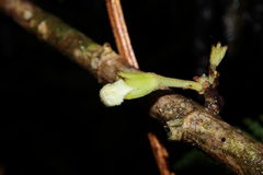 Cyrtandra kauaiensis