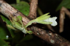 Cyrtandra kauaiensis