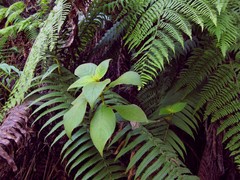 Cyrtandra kauaiensis