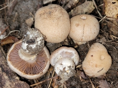 Cortinarius subpulchrifolius