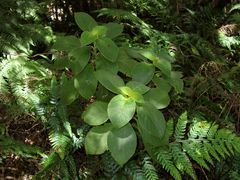 Cyrtandra kauaiensis