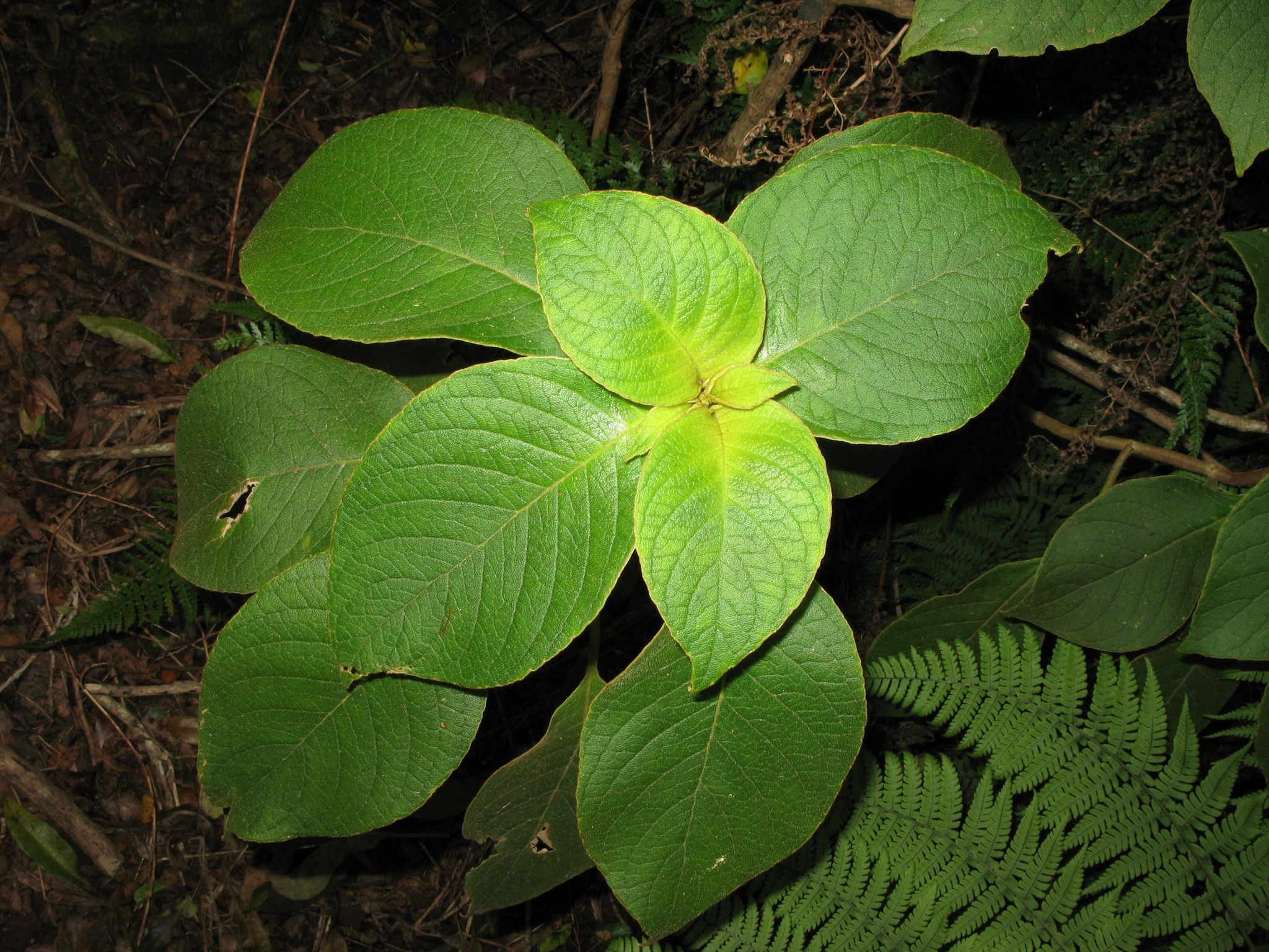 Cyrtandra kauaiensis