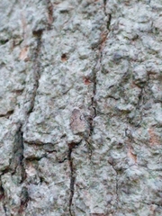 Agonopterix curvilineella