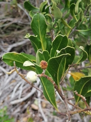 Olea capensis