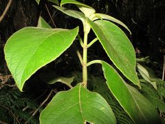 Cyrtandra kauaiensis