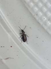 Syntomus foveatus