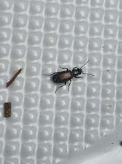 Syntomus foveatus