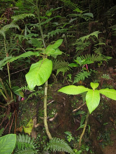 Cyrtandra kaulantha