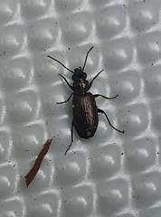 Syntomus foveatus