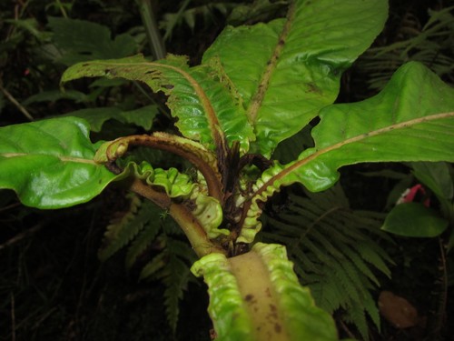 Waikane Valley cyrtandra (Cyrtandra kaulantha)
