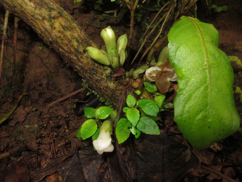 Cyrtandra kaulantha