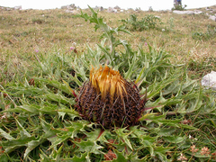 Carlina acanthifolia