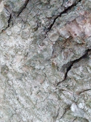 Agonopterix curvilineella