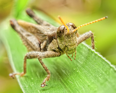 Acrididae