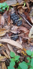 Cephalophorus natalensis