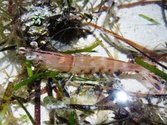 Penaeus latisulcatus