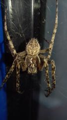 Larinioides ixobolus