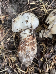 Tricholoma matsutake