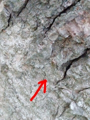 Agonopterix curvilineella