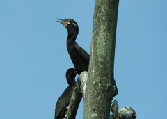 Image of Phalacrocorax brasilianus