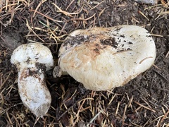 Tricholoma matsutake