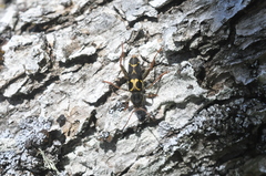 Neoclytus conjunctus